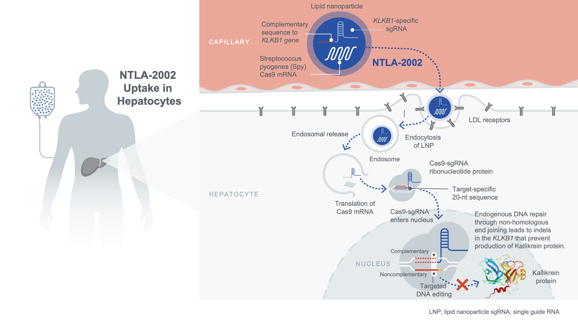 NTLA-2002 Phase 1/2 study
