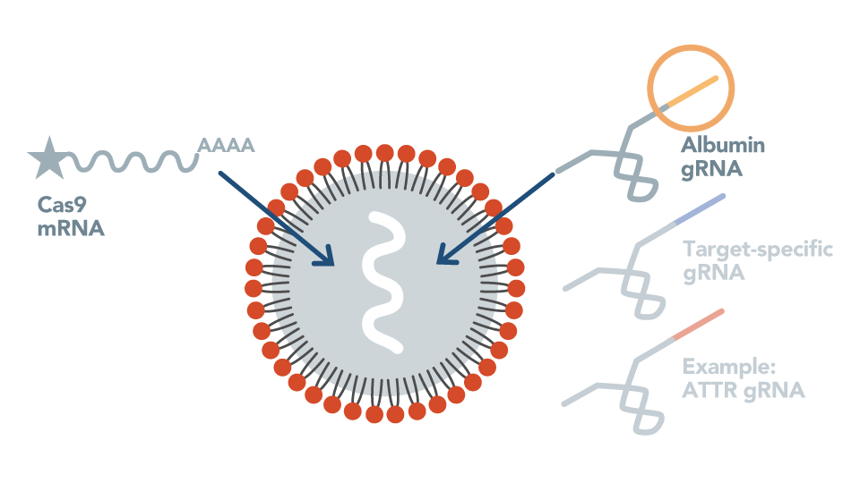 Lipid Nanoparticle (LNP) Delivery System Established