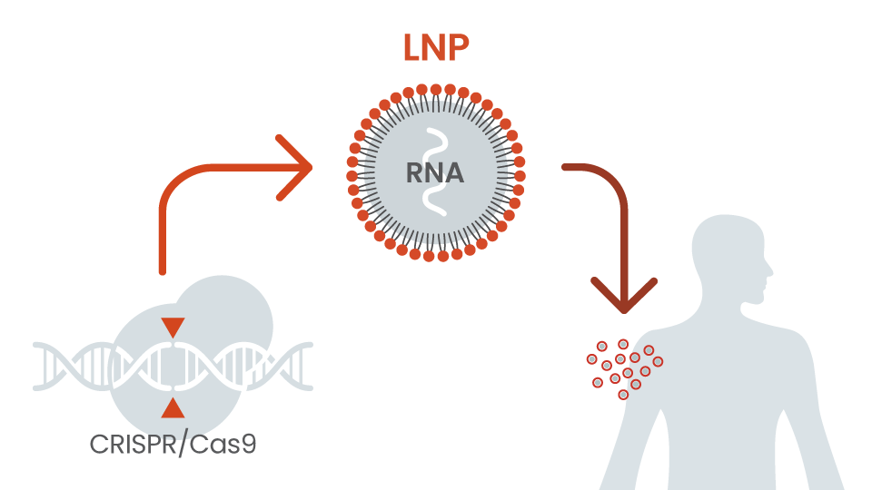 Impact from In Vivo CRISPR Genome Editing is Durable
