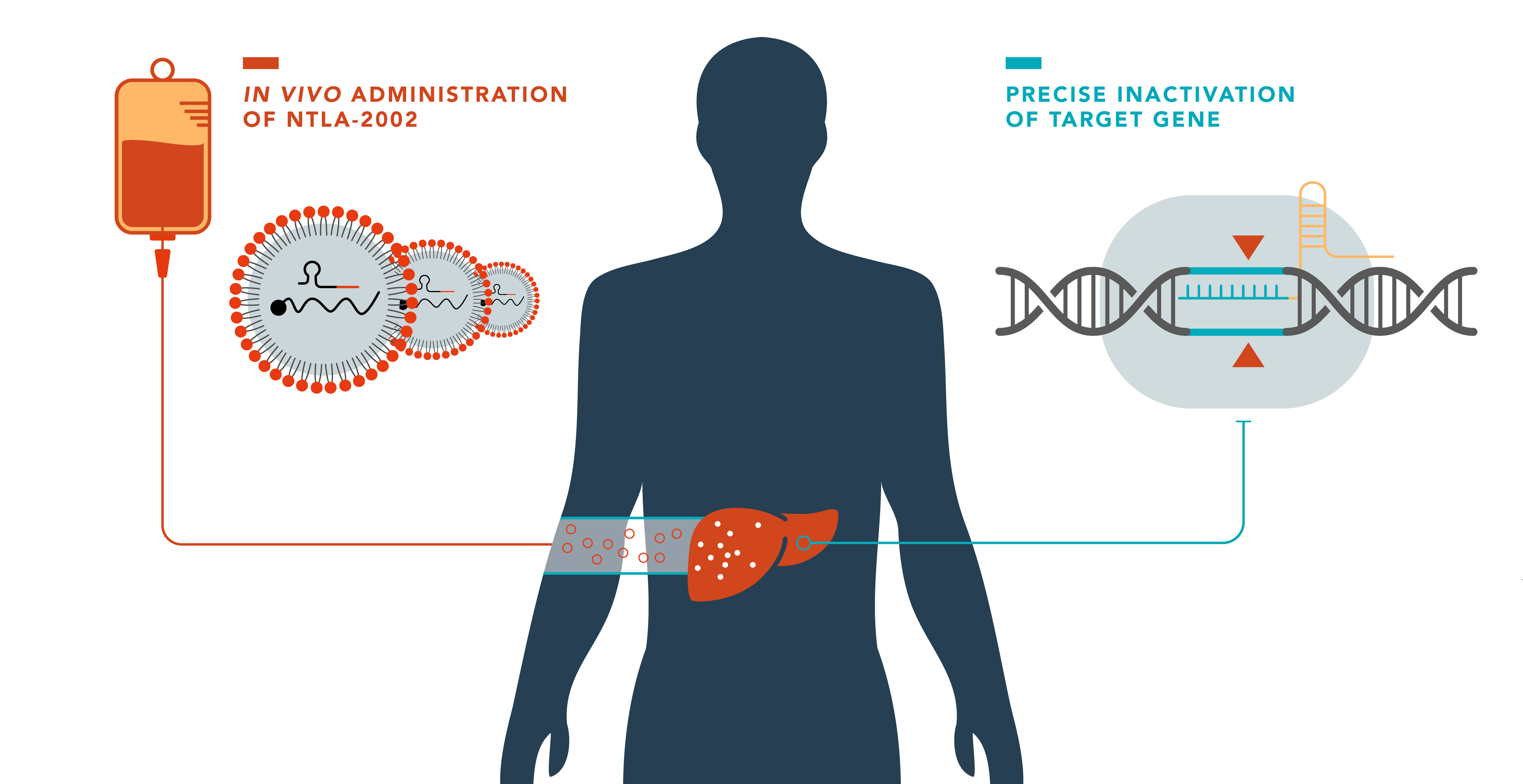 Illustration of how NTLA-2002 works