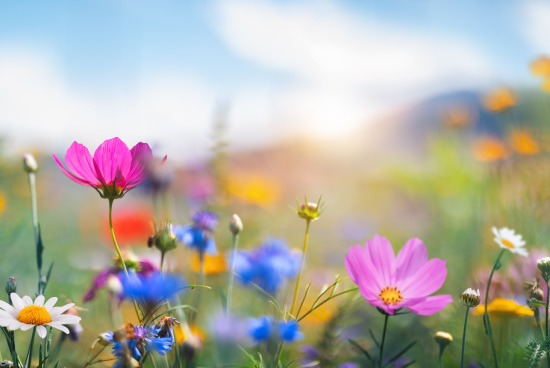 Spring flowers